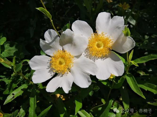 硕苞蔷薇的繁殖方法，硕苞蔷薇盆景？-第2张图片-优品飞百科