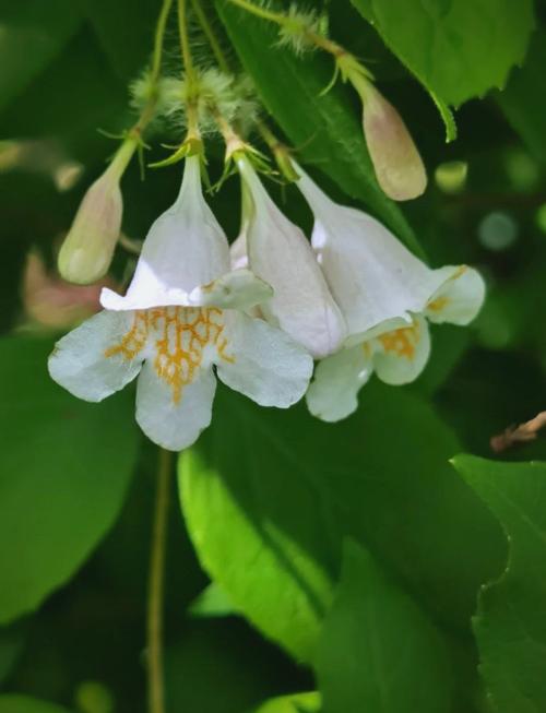 硕苞蔷薇的繁殖方法，硕苞蔷薇盆景？-第3张图片-优品飞百科