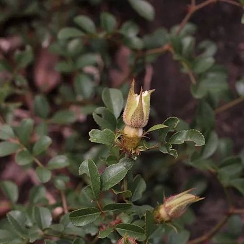 硕苞蔷薇的繁殖方法，硕苞蔷薇盆景？-第4张图片-优品飞百科