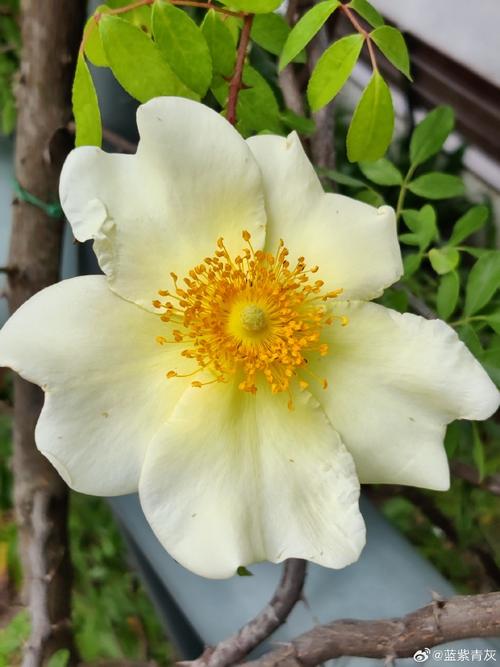 硕苞蔷薇的繁殖方法，硕苞蔷薇盆景？-第5张图片-优品飞百科