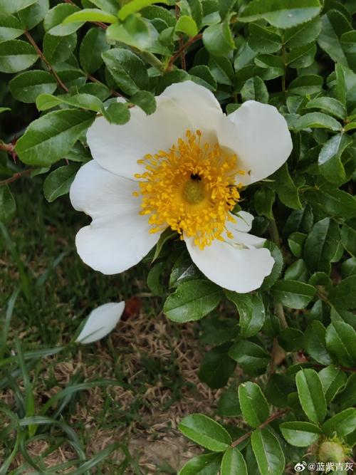 硕苞蔷薇的繁殖方法，硕苞蔷薇盆景？-第6张图片-优品飞百科