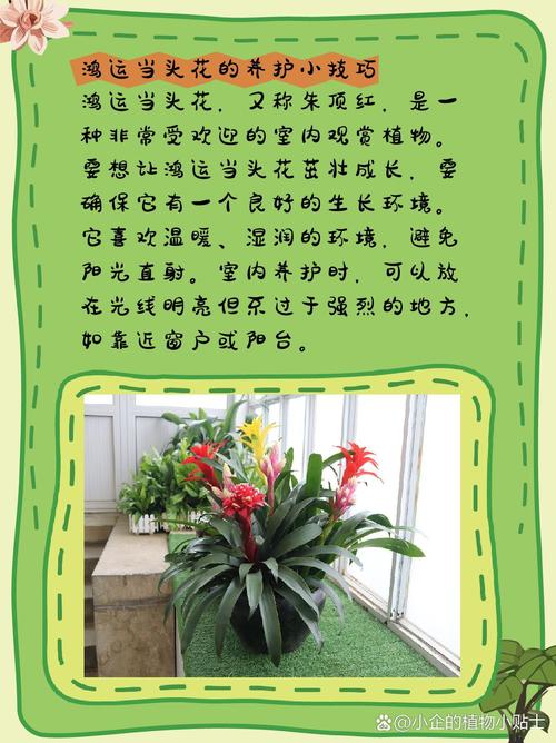 鸿运当头怎么繁殖，鸿运当头怎么繁殖扦插