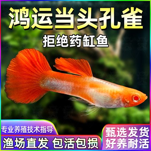 鸿运当头怎么繁殖，鸿运当头怎么繁殖扦插-第2张图片-优品飞百科