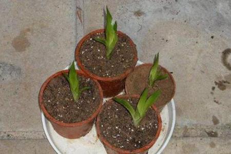 鸿运当头怎么繁殖，鸿运当头怎么繁殖扦插-第3张图片-优品飞百科