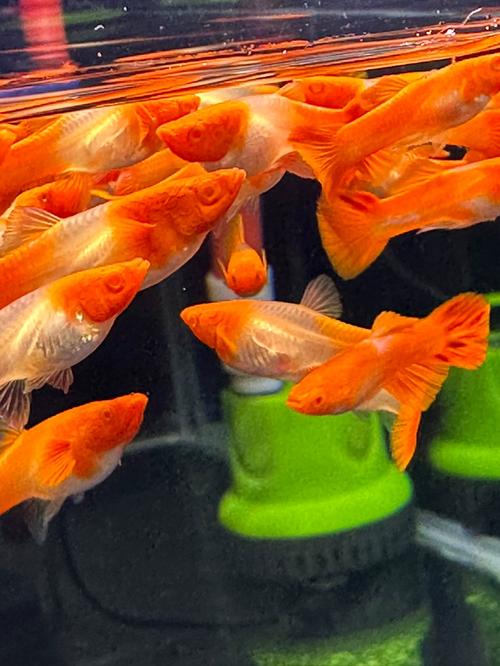 鸿运当头怎么繁殖，鸿运当头怎么繁殖扦插-第4张图片-优品飞百科