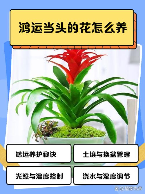 鸿运当头怎么繁殖，鸿运当头怎么繁殖扦插-第6张图片-优品飞百科