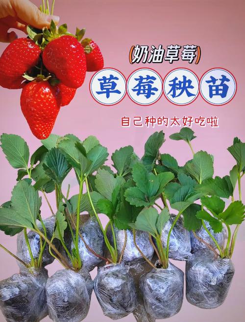 盆栽草莓怎么养，室内盆栽草莓怎么养？