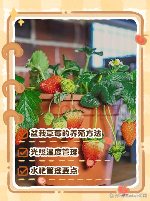 盆栽草莓怎么养,室内盆栽草莓怎么养?-第2张图片-优品飞百科 盆栽草莓怎么养,室内盆栽草莓怎么养?-第2张图片-优品飞百科