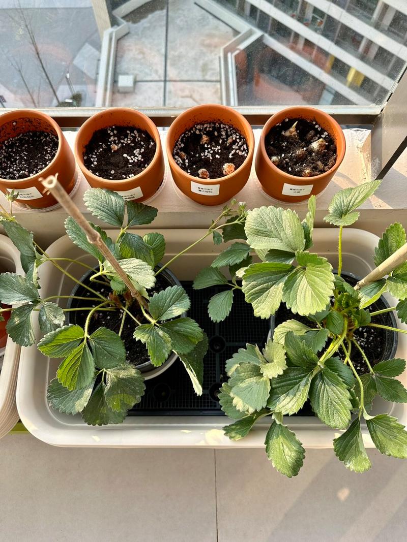 盆栽草莓怎么养,室内盆栽草莓怎么养?-第3张图片-优品飞百科 盆栽草莓怎么养,室内盆栽草莓怎么养?-第3张图片-优品飞百科