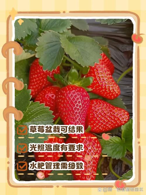 盆栽草莓怎么养,室内盆栽草莓怎么养?-第4张图片-优品飞百科 盆栽草莓怎么养,室内盆栽草莓怎么养?-第4张图片-优品飞百科