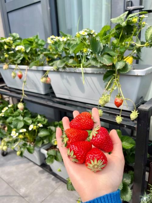 盆栽草莓怎么养,室内盆栽草莓怎么养?-第5张图片-优品飞百科 盆栽草莓怎么养,室内盆栽草莓怎么养?-第5张图片-优品飞百科