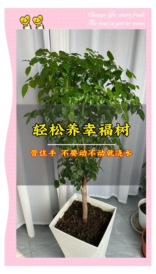 幸福树移栽后要浇水吗？幸福树移栽后要浇水吗怎么浇？-第2张图片-优品飞百科