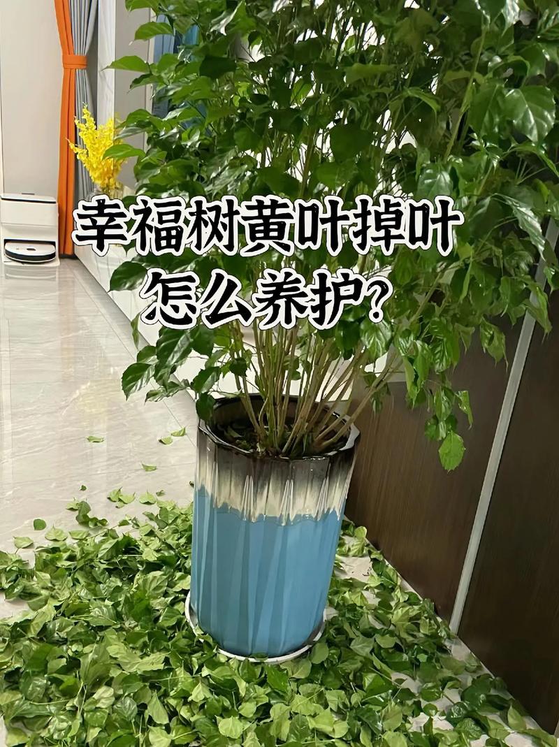 幸福树移栽后要浇水吗？幸福树移栽后要浇水吗怎么浇？-第3张图片-优品飞百科