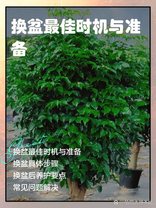 幸福树移栽后要浇水吗？幸福树移栽后要浇水吗怎么浇？-第4张图片-优品飞百科