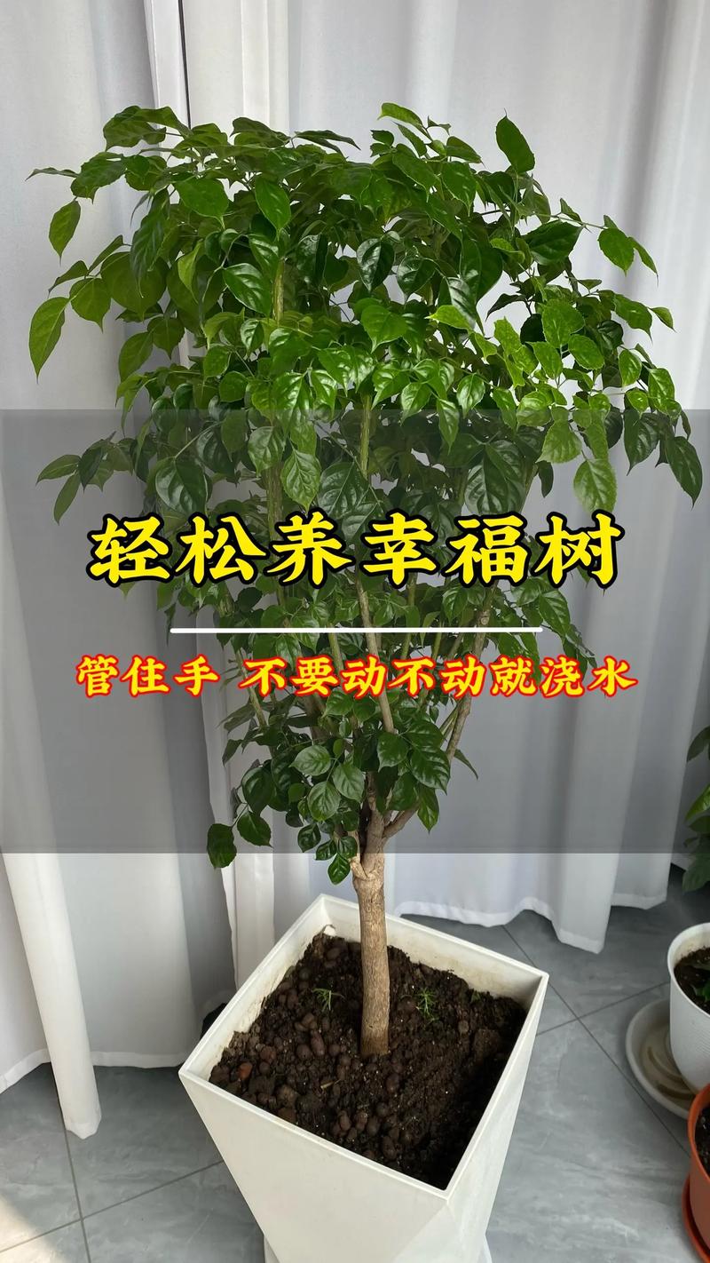 幸福树移栽后要浇水吗？幸福树移栽后要浇水吗怎么浇？-第5张图片-优品飞百科