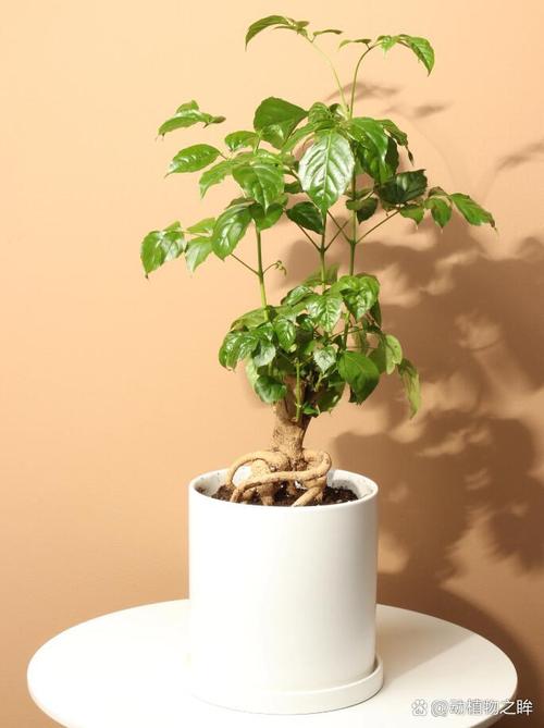 幸福树移栽后要浇水吗？幸福树移栽后要浇水吗怎么浇？-第6张图片-优品飞百科