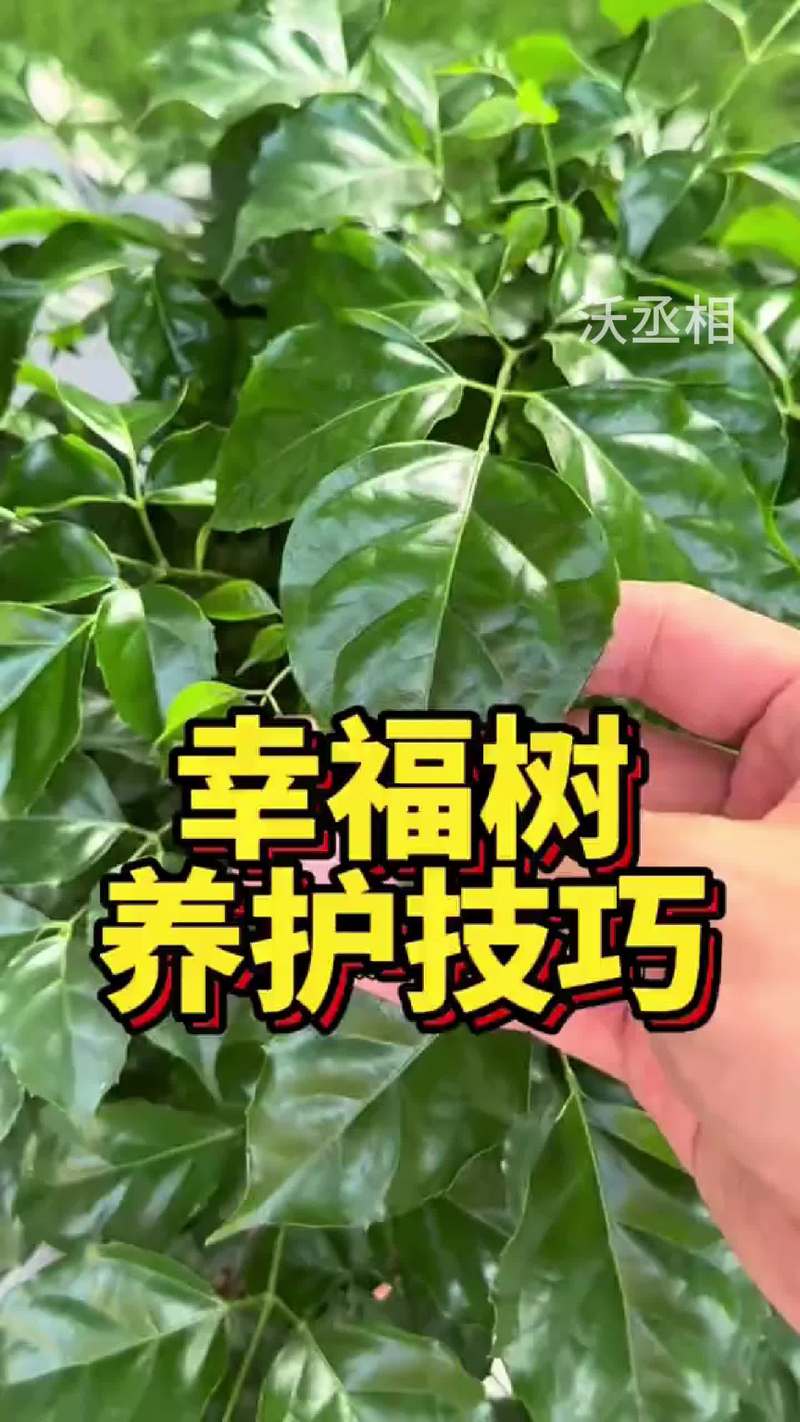 幸福树移栽后要浇水吗？幸福树移栽后要浇水吗怎么浇？-第7张图片-优品飞百科