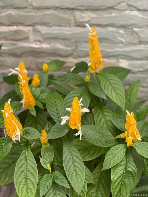 金苞花冬天怎么养，金苞花耐寒多少度？