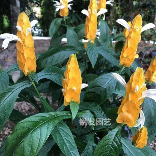 金苞花冬天怎么养，金苞花耐寒多少度？-第2张图片-优品飞百科