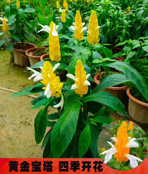 金苞花冬天怎么养，金苞花耐寒多少度？-第3张图片-优品飞百科