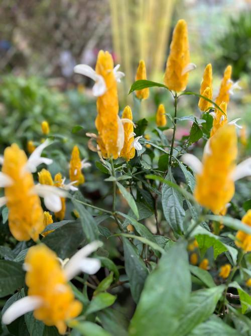 金苞花冬天怎么养，金苞花耐寒多少度？-第4张图片-优品飞百科