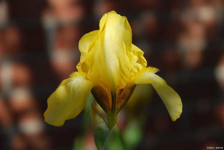 金苞花冬天怎么养，金苞花耐寒多少度？-第6张图片-优品飞百科