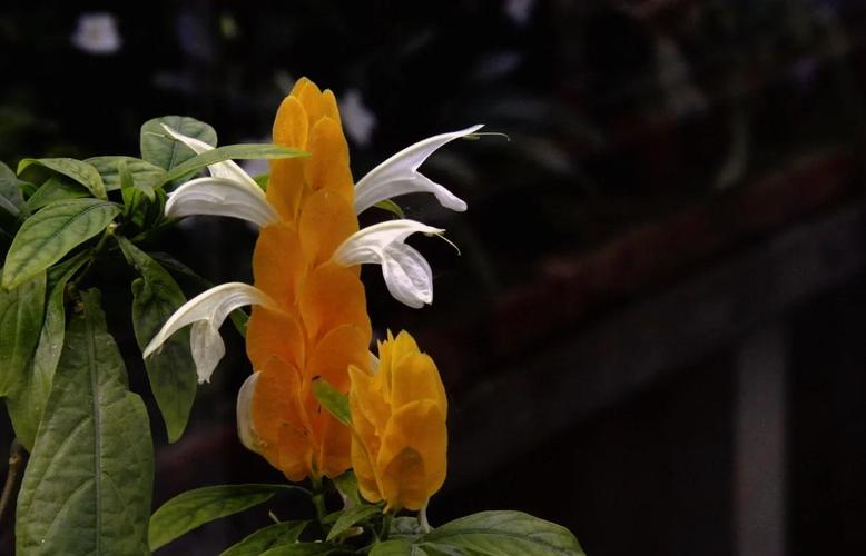 金苞花冬天怎么养，金苞花耐寒多少度？-第5张图片-优品飞百科