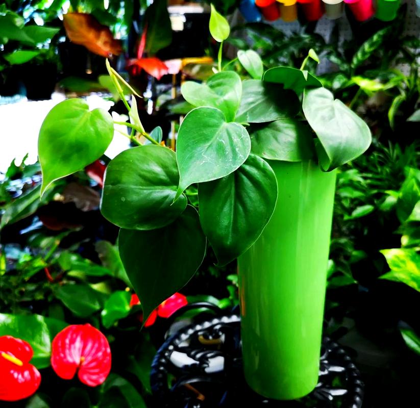 心叶藤几天浇一次水，心叶藤修剪