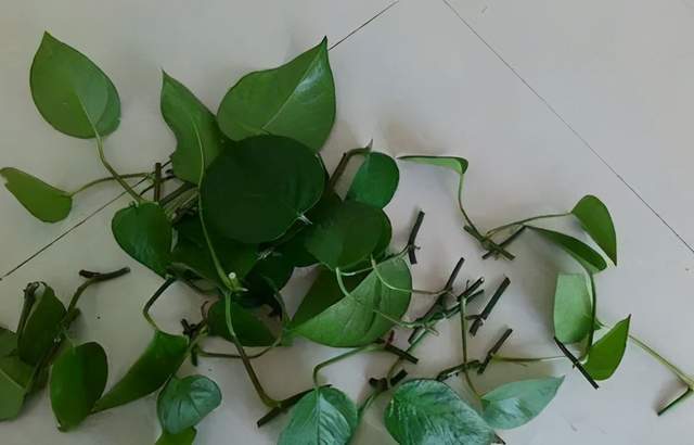 心叶藤几天浇一次水，心叶藤修剪-第3张图片-优品飞百科