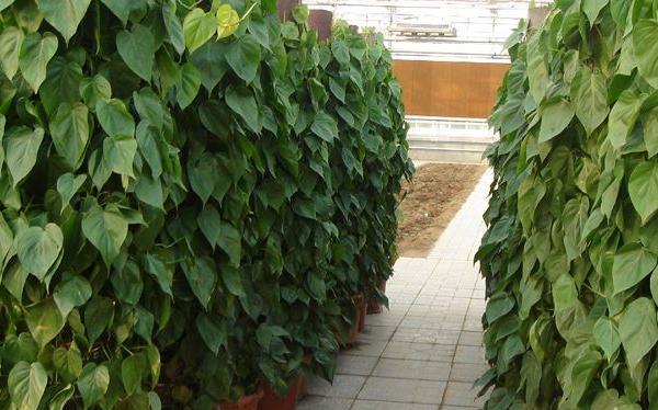 心叶藤几天浇一次水，心叶藤修剪-第4张图片-优品飞百科