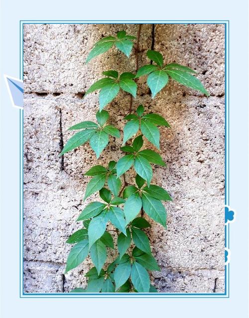 心叶藤几天浇一次水，心叶藤修剪-第5张图片-优品飞百科