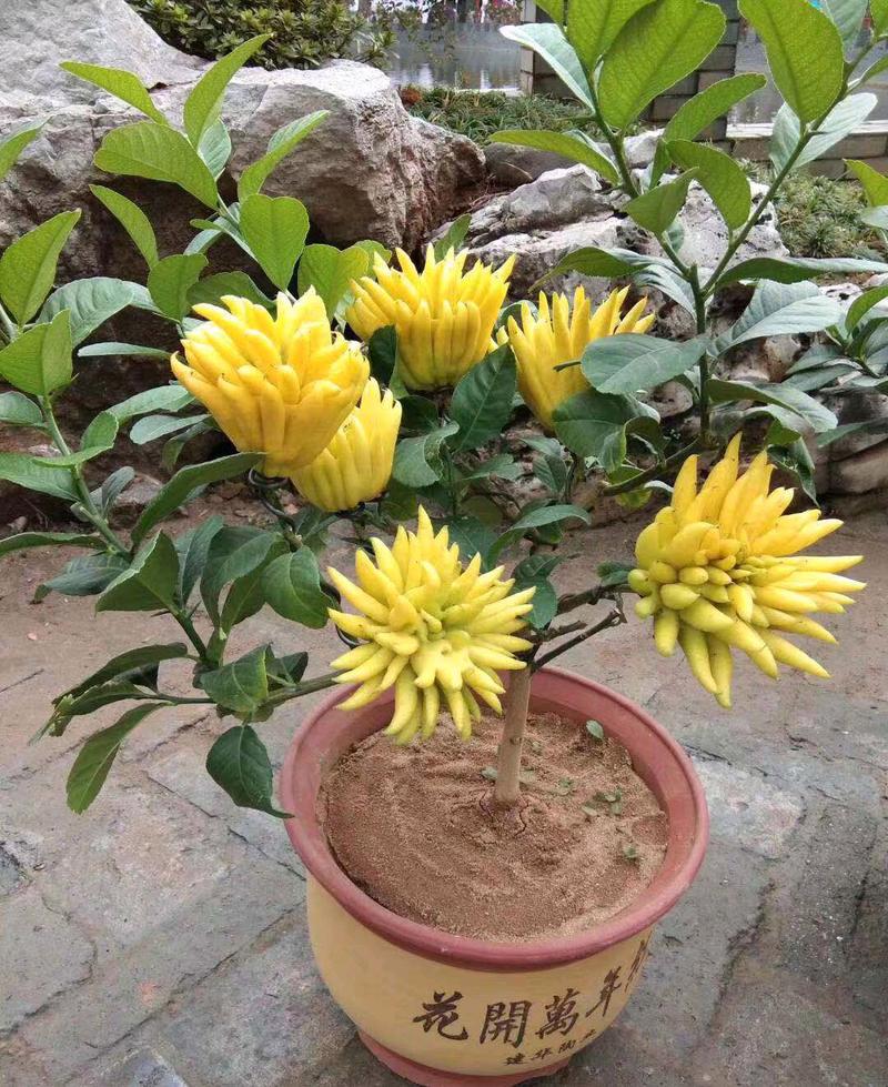 佛手掌的养殖方法，佛手掌花的养殖方法