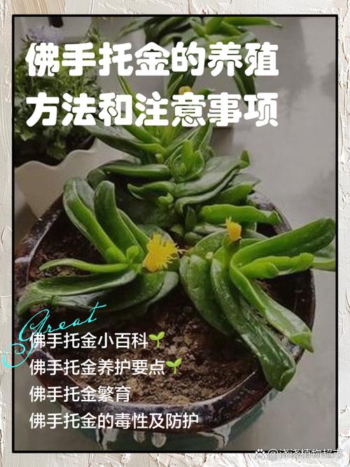 佛手掌的养殖方法,佛手掌花的养殖方法-第2张图片-优品飞百科 佛手掌的养殖方法,佛手掌花的养殖方法-第2张图片-优品飞百科