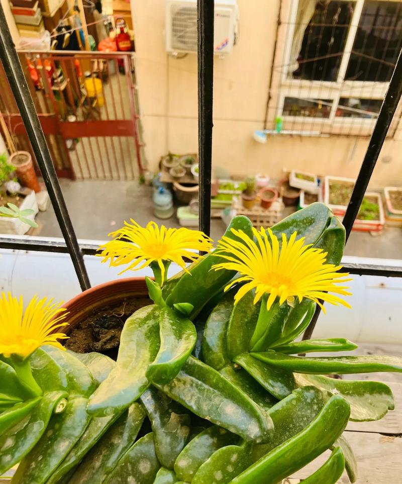 佛手掌的养殖方法,佛手掌花的养殖方法-第3张图片-优品飞百科 佛手掌的养殖方法,佛手掌花的养殖方法-第3张图片-优品飞百科