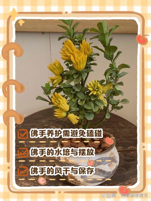 佛手掌的养殖方法,佛手掌花的养殖方法-第4张图片-优品飞百科 佛手掌的养殖方法,佛手掌花的养殖方法-第4张图片-优品飞百科