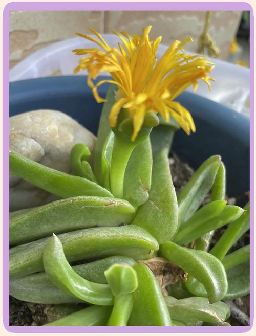 佛手掌的养殖方法,佛手掌花的养殖方法-第6张图片-优品飞百科 佛手掌的养殖方法,佛手掌花的养殖方法-第6张图片-优品飞百科