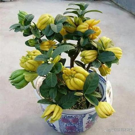 佛手掌的养殖方法,佛手掌花的养殖方法-第7张图片-优品飞百科 佛手掌的养殖方法,佛手掌花的养殖方法-第7张图片-优品飞百科