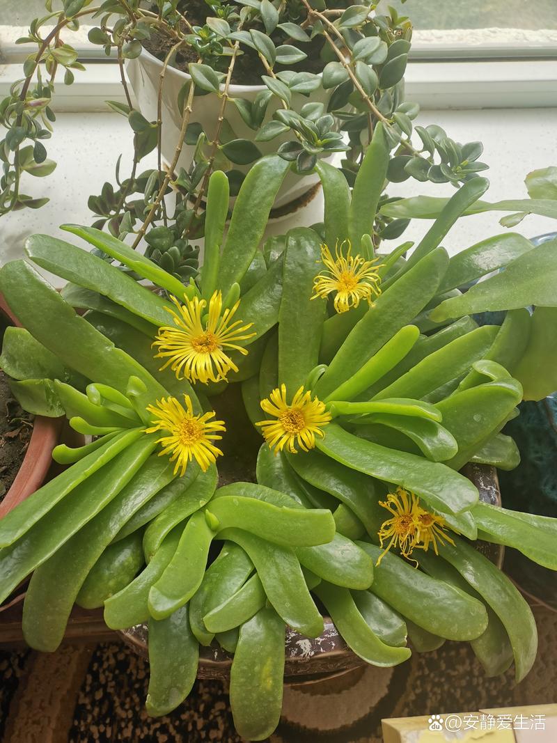 佛手掌的养殖方法,佛手掌花的养殖方法-第8张图片-优品飞百科 佛手掌的养殖方法,佛手掌花的养殖方法-第8张图片-优品飞百科