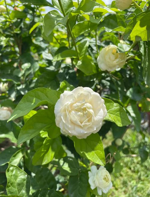 虎头茉莉怎么施肥，虎头茉莉怎么浇水？-第2张图片-优品飞百科