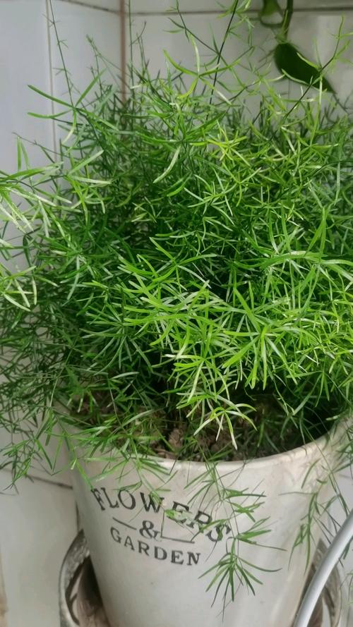 天门冬怎么养，天门冬怎么养护