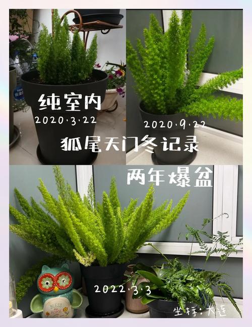 天门冬怎么养,天门冬怎么养护-第2张图片-优品飞百科 天门冬怎么养,天门冬怎么养护-第2张图片-优品飞百科