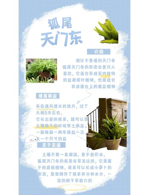 天门冬怎么养,天门冬怎么养护-第3张图片-优品飞百科 天门冬怎么养,天门冬怎么养护-第3张图片-优品飞百科