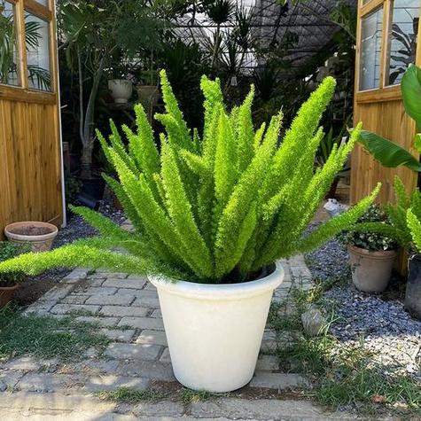 天门冬怎么养,天门冬怎么养护-第4张图片-优品飞百科 天门冬怎么养,天门冬怎么养护-第4张图片-优品飞百科