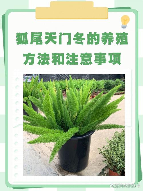 天门冬怎么养,天门冬怎么养护-第5张图片-优品飞百科 天门冬怎么养,天门冬怎么养护-第5张图片-优品飞百科