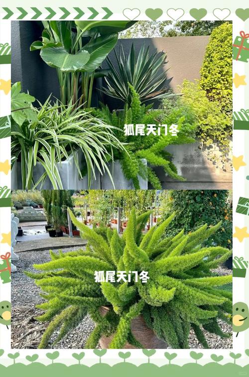 天门冬怎么养,天门冬怎么养护-第7张图片-优品飞百科 天门冬怎么养,天门冬怎么养护-第7张图片-优品飞百科