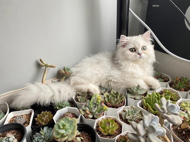 丝苇属植物怎么养殖，丝苇的养殖方法