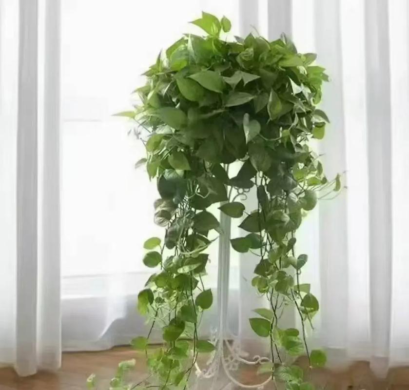 丝苇属植物怎么养殖，丝苇的养殖方法-第3张图片-优品飞百科