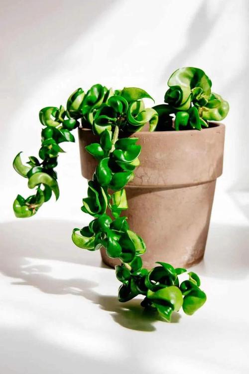 丝苇属植物怎么养殖，丝苇的养殖方法-第4张图片-优品飞百科