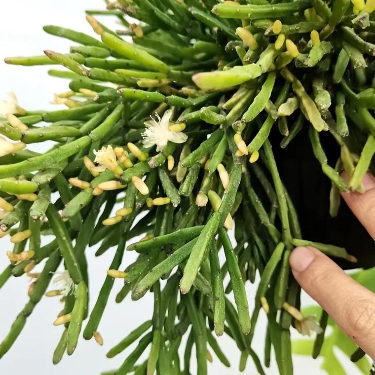 丝苇属植物怎么养殖，丝苇的养殖方法-第5张图片-优品飞百科