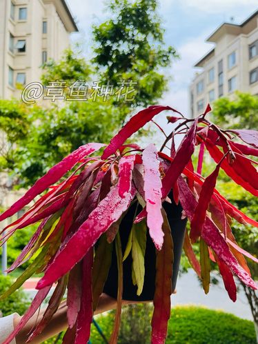 丝苇属植物怎么养殖，丝苇的养殖方法-第6张图片-优品飞百科